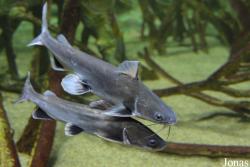 Tropicarium Budapest