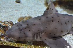 Tropicarium Budapest