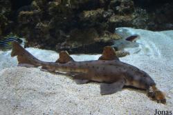Tropicarium Budapest