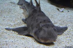 Tropicarium Budapest