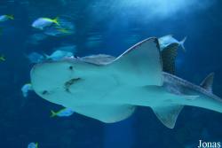 Tropicarium Budapest