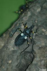 Platymeris biguttata
