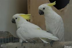 Cacatua galerita