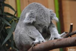 Edinburgh Zoo