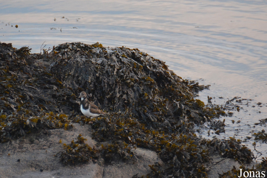 Dalgety Bay
