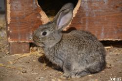 Lapin Géant hongrois