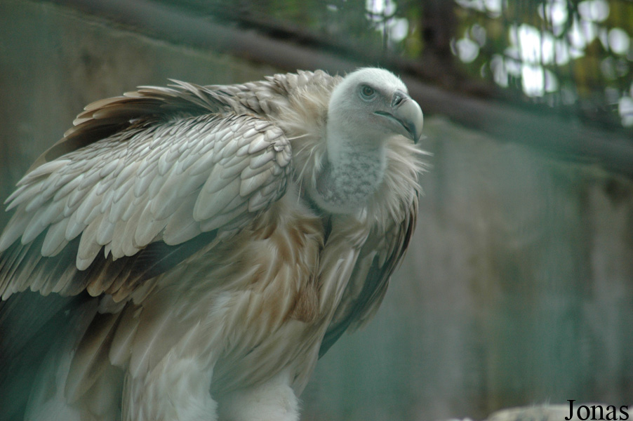 Chengdu Zoo