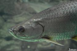 Elopiformes