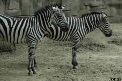 Chengdu Zoo