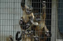 Shanghai Zoo