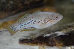 Eleotridae