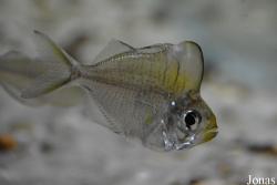 Parambassis pulcinella