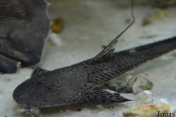 Planiloricaria cryptodon