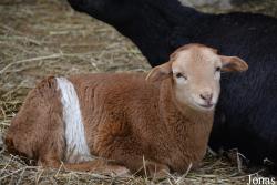 Mouton de Somalie