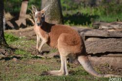 Nyíregyházi Állatpark Sosto Zoo