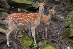 Zoo Alpin des Marécottes