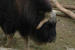 GaiaPark Kerkrade Zoo