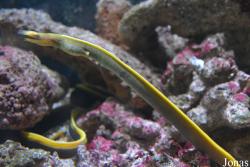 Seaquarium