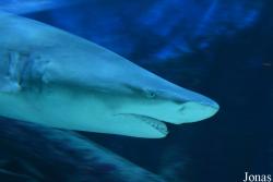 Seaquarium