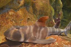 Seaquarium