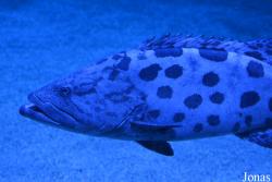 Epinephelus tukula