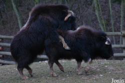 GaiaPark Kerkrade Zoo