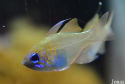 Zoramia leptacantha