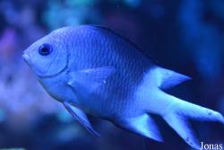 Chromis viridis