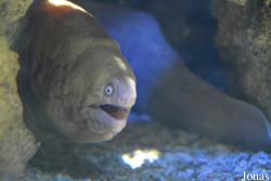 Gymnothorax thyrsoideus