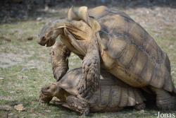 La Vallée des Tortues