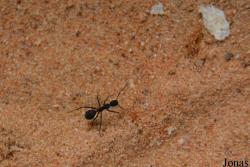 Camponotus cruentatus