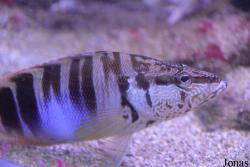 Serranus scriba