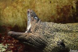 Aquarium de Canet-en-Roussillon