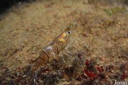 Aquarium de Canet-en-Roussillon