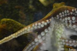 Aquarium de Canet-en-Roussillon