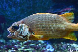 Aquarium de Canet-en-Roussillon