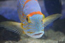 Symphorichthys spilurus