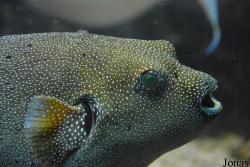 Aquarium de Canet-en-Roussillon