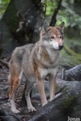 La Maison des Loups