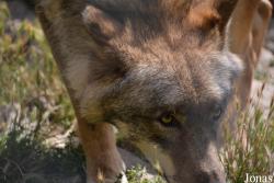 Les Loups du Gévaudan