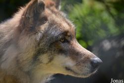 Canis lupus albus