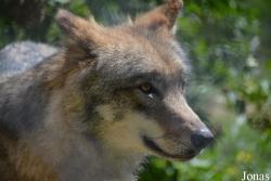 Les Loups du Gévaudan