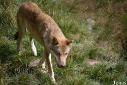 Les Loups du Gévaudan