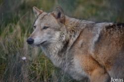 Canis lupus chanco