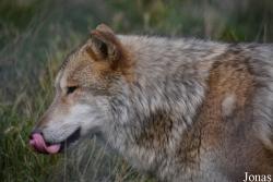 Les Loups du Gévaudan