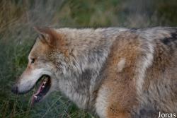 Les Loups du Gévaudan