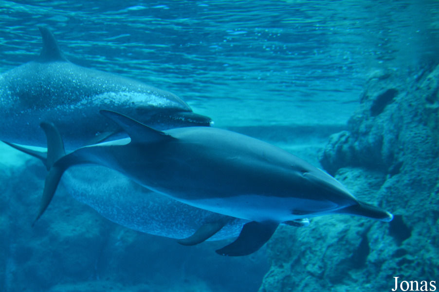 Hengqin Chimelong Ocean Kingdom