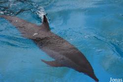 Hengqin Chimelong Ocean Kingdom