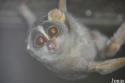 Loris lydekkerianus nordicus