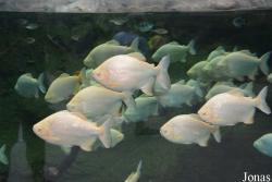 Hengqin Chimelong Ocean Kingdom
